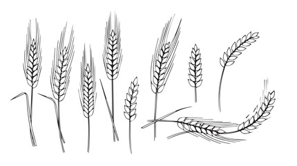 Golden wheat stalks collection agricultural harvest food grain plants natural organic field silhouette