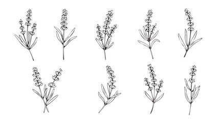 Botanical line art collection of delicate lavender stems detailed floral sprigs for elegant design silhouette © Pias