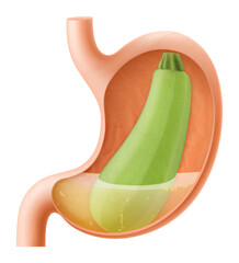 Human Stomach with zucchini, The stomach digests zucchini. A stomach filled with healthy and wholesome food. Proper nutrition. Realistic 3d Vector illustration. Food digestion process illustration
