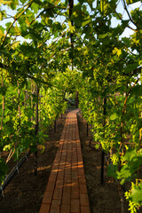 Expansive vineyard with vibrant green grapevines and a neat brick pathway, surrounded by rolling hills under a blue sky, capturing the tranquility of rural life, ideal for agriculture, wine, tourism