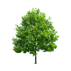 green tree isolated with transparent