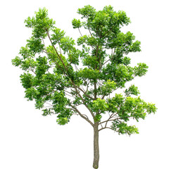 big tree isolated with transparent
