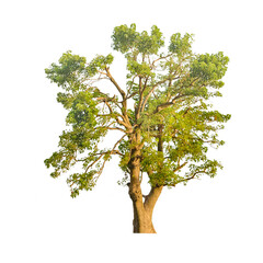 Big green tree on tranparent