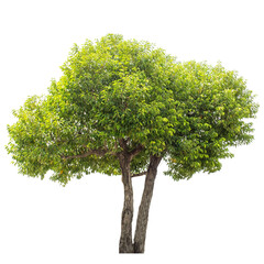 tree isolated on white