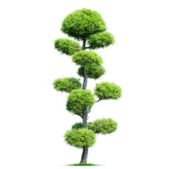 Rainforest Jungle Tree