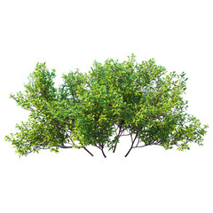 tree isolated on white background