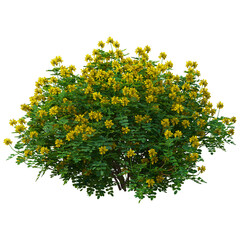 green tree with yellow leaves