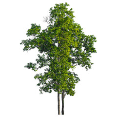 tree on white background