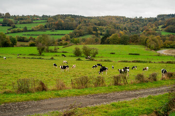 Fototapeta premium Herd of black and white cows graze on a green meadow near the road in autumn.
