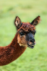 Obraz premium Alpaca portrait