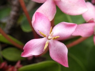 A single bloominh pink Ixora flower