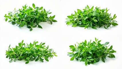 Obraz premium A bunch of fresh herbs on white background elements figure motion scene style emotion design creative composition cartoonish depth movement illustration expression frame backgrounds