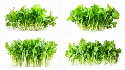 A bunch of green lete leaves on white background frame movement backgrounds scene elements depth creative cartoonish layers design emotion style motion gesture illustration figure expression