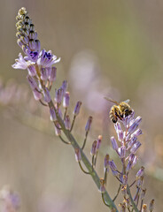 Ape mellifera su Prospero obtusifolia