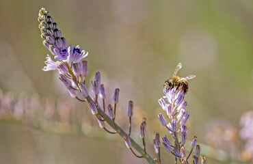 Ape mellifera su Prospero obtusifolia