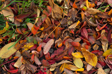 Colorful autumn leaves in shades of red, orange, yellow, and brown are scattered on the ground, creating a vibrant natural carpet that shows the beauty of fall foliage and seasonal change