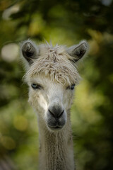 Obraz premium Alpaca portrait