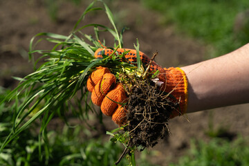 Gloved hand holding a bunch of fresh green grass. The farmer's hands are pulling the grass with roots out of the ground, pulling out the weeds. Concept of spring garden work, tearing up the grass