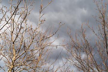 The bare branches of a tree stretch upward against a backdrop of dramatic, cloudy sky, highlighting the beauty of nature during winter, evoking feelings of tranquility and reflection