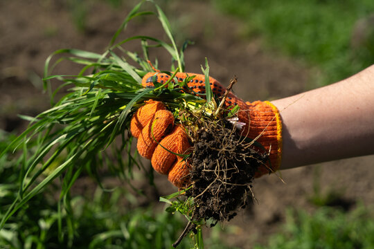 Gloved hand holding a bunch of fresh green grass. The farmer's hands are pulling the grass with roots out of the ground, pulling out the weeds. Concept of spring garden work, tearing up the grass