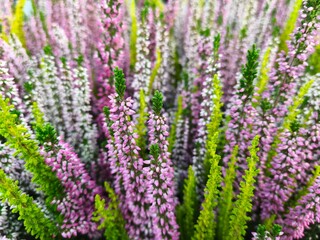 Colorful Heather Flowers in Full Bloom – Close-up of Erica or Calluna Vulgaris