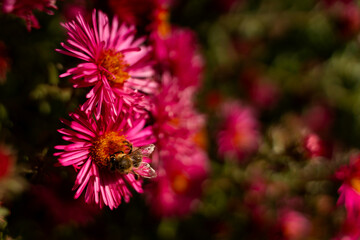 Close-up view of vibrant pink flowers with a bee busily collecting nectar, highlighting the intricate details of petals and the lush garden environment filled with colorful blooms and natural beauty