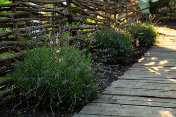 Lavender plant with vibrant purple flowers grows beside a wooden pathway with rustic fencing, creating a peaceful garden atmosphere. Ideal for gardens, plants, nature, wellness and floral projects