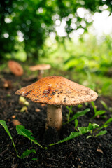 Orange-Brown Mushroom Growing in Forest Soil – Amanita Species