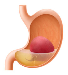 Human Stomach with beetroot. The stomach digests beets. A stomach filled with healthy and wholesome food. Proper nutrition. Realistic 3d Vector illustration. Food digestion process illustration