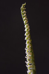 Orchidea spontanea, Spiranthes spiralis