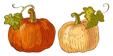 Pumpkins isolated on a white background.