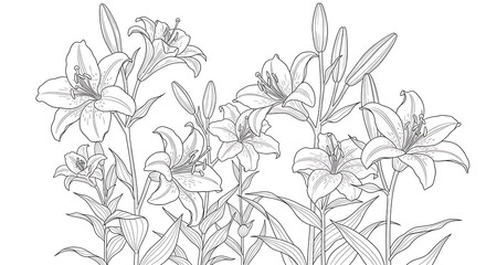 Botanical Line Art Background with Lily Flowers and Long Petals