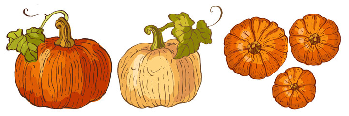 Pumpkins isolated on a white background.