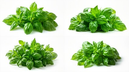 Basil leaves on white background frame movement cartoonish colorful elements expression design composition creative figure backgrounds illustration gesture layers emotion style motion