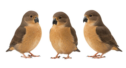 Three detailed finches displayed in a studio setting, showcasing their soft brown and tan plumage and delicate feet, perfect for nature projects and avian studies.