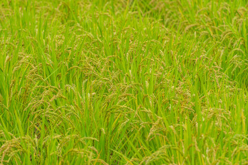 たわわに実る稲穂と黄金色に染まる稲田