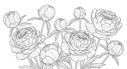 Botanical Line Art Background with Peonies and Layered Petals