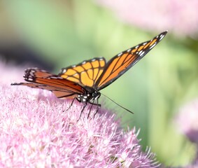 Viceroy Butterfly