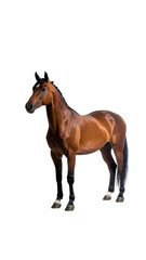 Obraz premium A chestnut horse, stocky build, dark legs and mane, stands against a black background