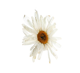 Fototapeta premium Beautiful dry chamomile flower isolated on white