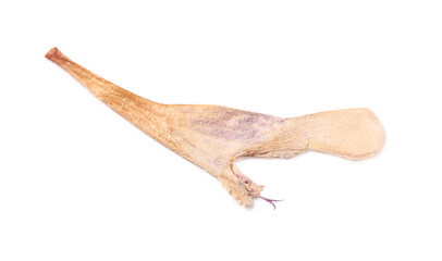 One beautiful dry flower on white background