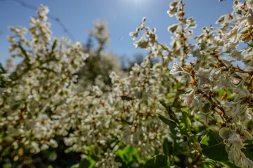 White flowers in the sun