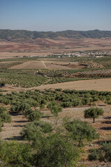 Fototapeta premium tunisian olive groves and wheat fields in summer