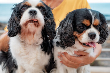 Close up portrait of two cavalier king charles dogs in outdoor at sea.  Best friend forever concept