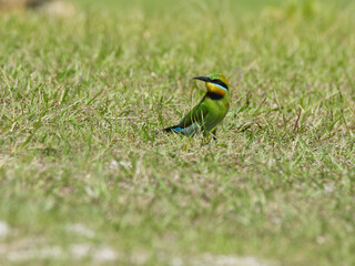 Australian Rainbow Bee Eaters on the Sunshine Coast, Queensland