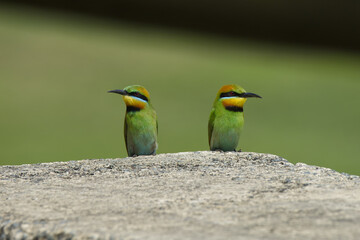 Australian Rainbow Bee Eaters on the Sunshine Coast, Queensland