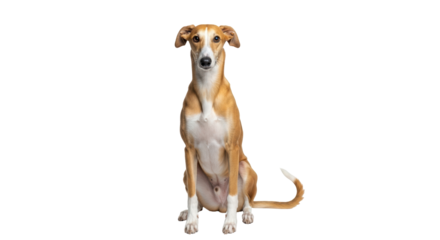 Isolated ginger Ibizan Hound dog sitting upright attentively looking forward with tail raised