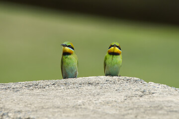 Australian Rainbow Bee Eaters on the Sunshine Coast, Queensland