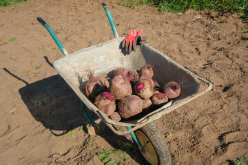 Fresh organic beetroot harvest end red gloves in a cart on a field. Gardening and horticulture concept