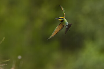 Australian Rainbow Bee Eaters on the Sunshine Coast, Queensland